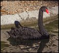 _5SB7973 black swan